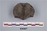 藏品(石燕及其他腕足動物)的圖片